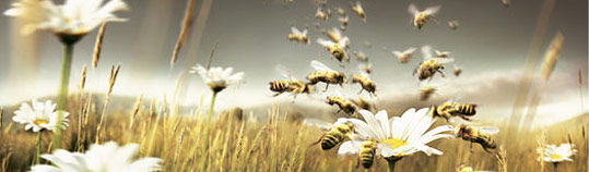 vis-ang-bienen.jpg vis-ang-bienen.jpg