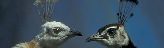 vis-ang-pfauen.jpg vis-ang-pfauen.jpg